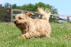 Terrier - Norfolk