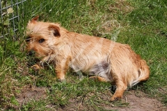 Terrier - Norfolk