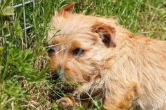 Terrier - Norfolk
