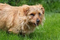 Terrier - Norfolk