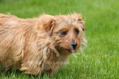 Terrier - Norfolk