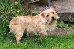 Terrier - Norfolk