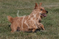 Terrier - Norwich
