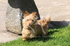 Terrier - Norwich