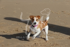 Terrier - Parson Jack Russell