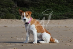 Terrier - Parson Jack Russell