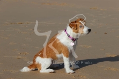 Terrier - Parson Jack Russell