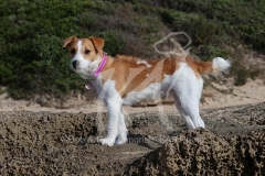 Terrier - Parson Jack Russell