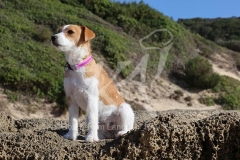 Terrier - Parson Jack Russell