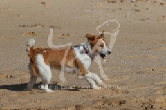Terrier - Parson Jack Russell