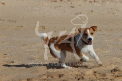 Terrier - Parson Jack Russell