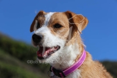 Terrier - Parson Jack Russell