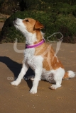 Terrier - Parson Jack Russell