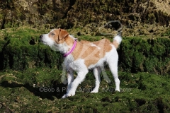 Terrier - Parson Jack Russell