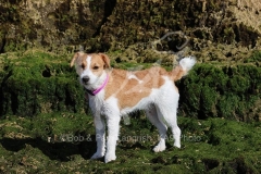 Terrier - Parson Jack Russell