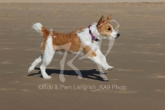 Terrier - Parson Jack Russell