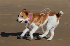 Terrier - Parson Jack Russell