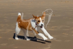 Terrier - Parson Jack Russell
