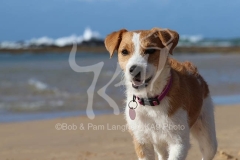 Terrier - Parson Jack Russell