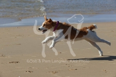 Terrier - Parson Jack Russell