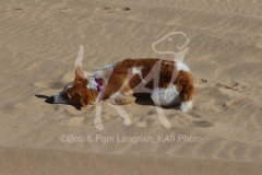 Terrier - Parson Jack Russell