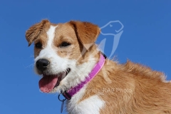 Terrier - Parson Jack Russell