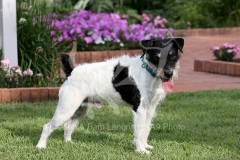 Terrier - Parson Jack Russell