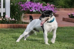 Terrier - Parson Jack Russell