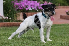 Terrier - Parson Jack Russell