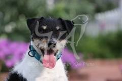 Terrier - Parson Jack Russell