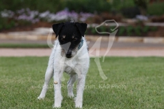 Terrier - Parson Jack Russell