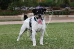 Terrier - Parson Jack Russell