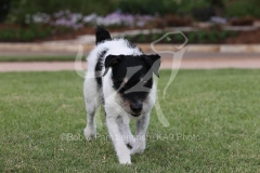 Terrier - Parson Jack Russell