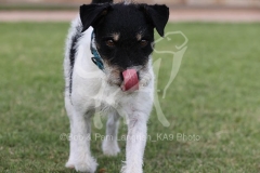 Terrier - Parson Jack Russell