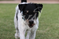 Terrier - Parson Jack Russell