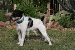 Terrier - Parson Jack Russell