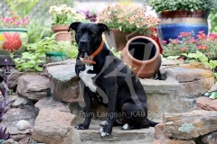 Terrier - Pit Bull