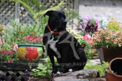 Terrier - Pit Bull