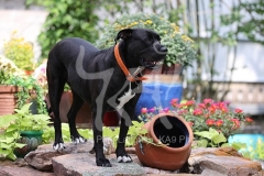 Terrier - Pit Bull