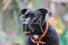 Terrier - Pit Bull