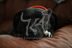 Terrier - Pit Bull