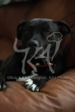 Terrier - Pit Bull