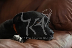 Terrier - Pit Bull