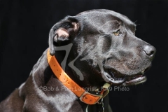 Terrier - Pit Bull