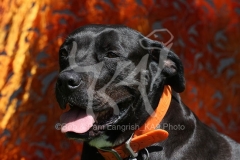 Terrier - Pit Bull