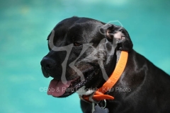 Terrier - Pit Bull