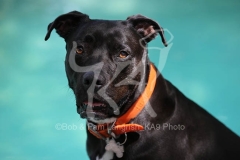 Terrier - Pit Bull