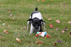 Dog