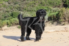 Terrier - Russian Black