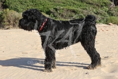 Terrier - Russian Black